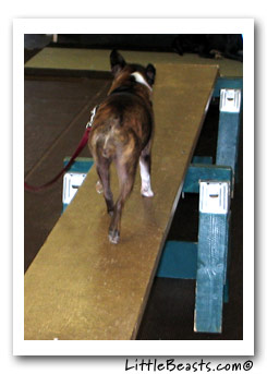 emrys dog walk agility