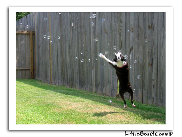 boston terrier photo of the
