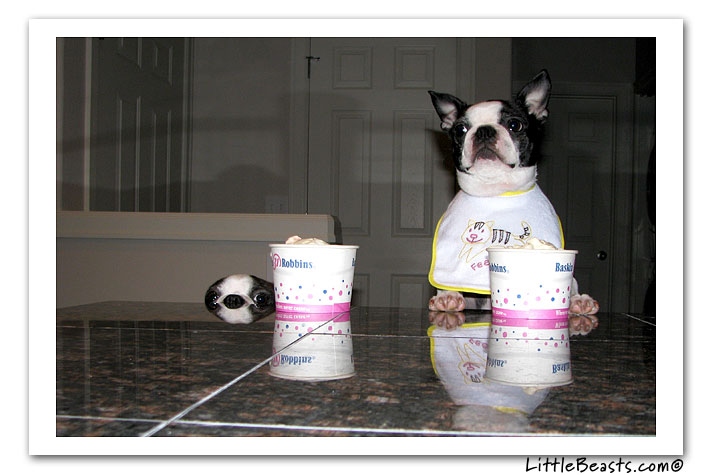 boston terrier photo of the week