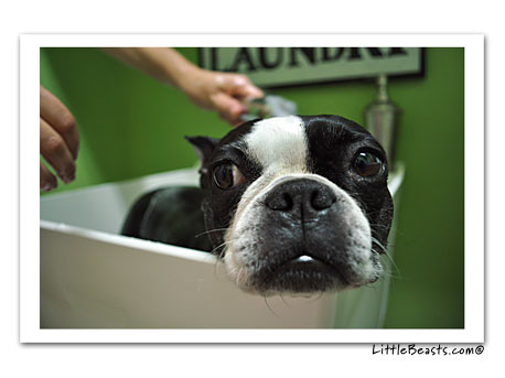 boston terrier Piper gets a bath