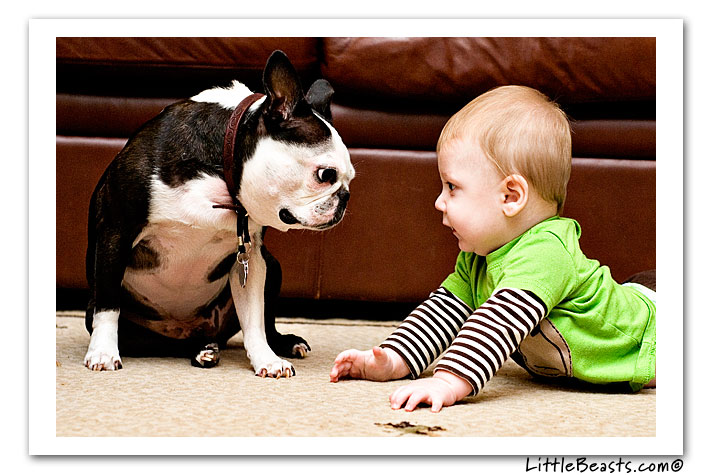 boston terrier photo of the week