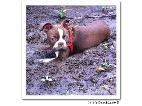 boston terrier photo 