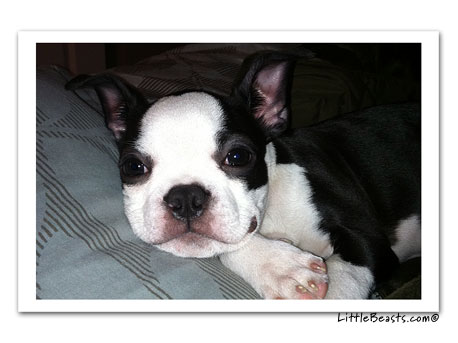 boston terrier photo 