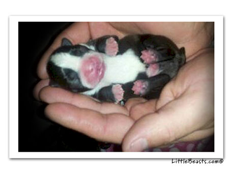 boston terrier photo 