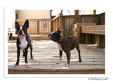 boston terrier photo 