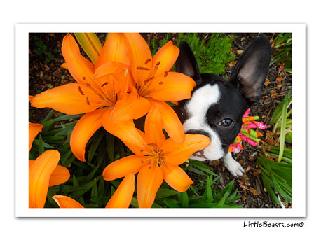 boston terrier photo 