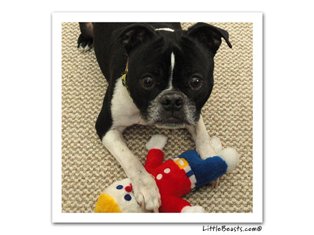 boston terrier photo 