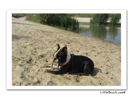 boston terrier photo 