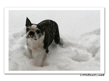 boston terriers in the snow