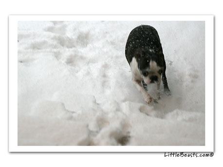 boston terriers in the snow