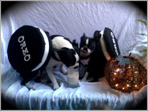 oreo cookie costume