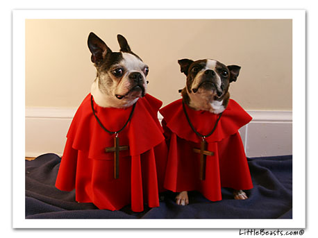 Boston Terrier Spanish Inquisition 4