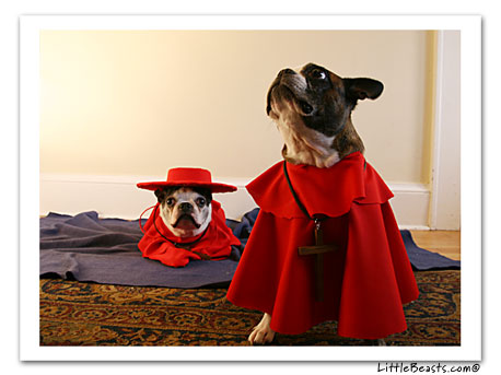 Boston Terrier Spanish Inquisition 5