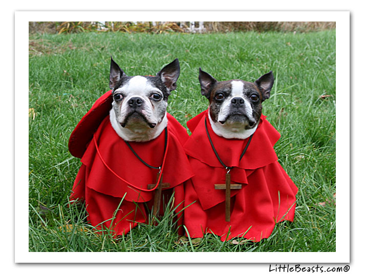 Boston Terrier Spanish Inquisition