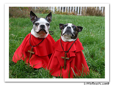 Boston Terrier Spanish Inquisition 2