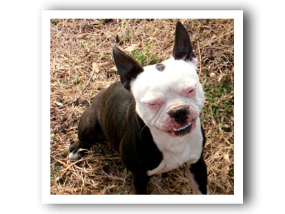 Thunder the Boston Terrier