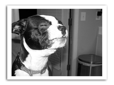 boston terrier smile