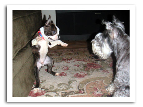 boston terrier andrew