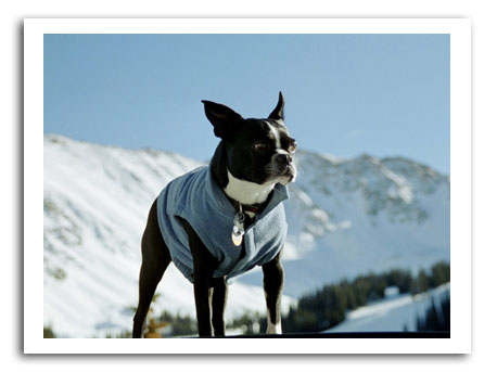 boston terrier harley