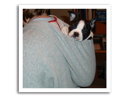 boston terrier eris