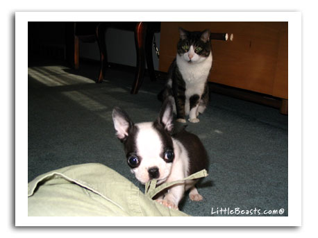 Boston Terrier Atticus