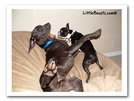 Nybble and Coder