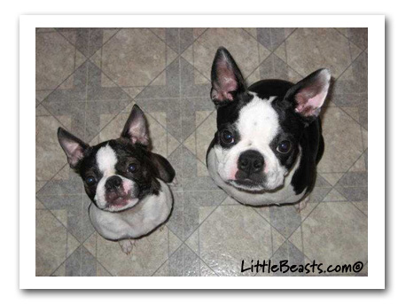 Boston Terriers Gracie and Lucy