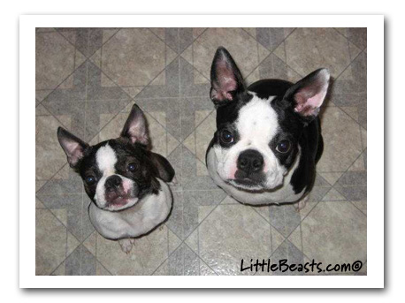 boston terrier photo of the week