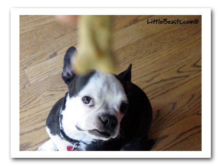 boston terrier dexter