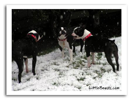 Boston Terriers Gus, Willow and Lulu