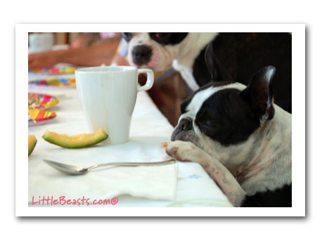 boston terrier photo of the week