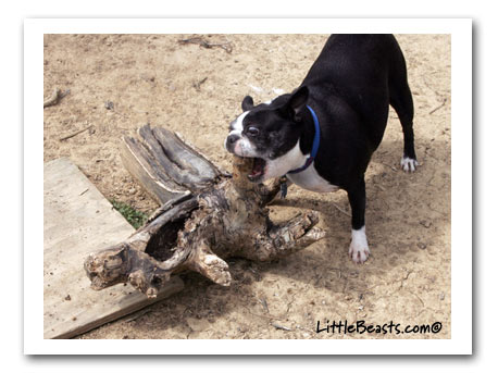 boston terrier photo of the week