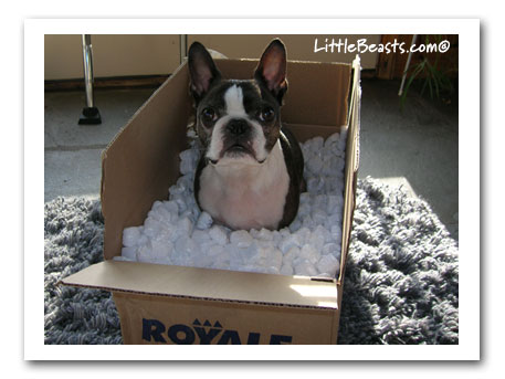 Boston Terrier Jet