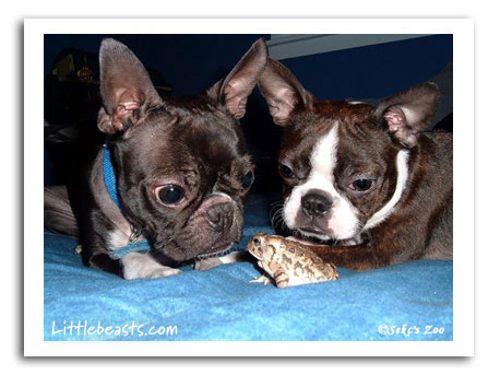 Boston Terriers Souffle & Shelby