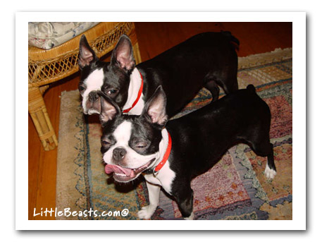 Boston Terrier Mattie & Phoebe