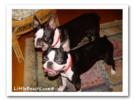 boston terrier photo of the week