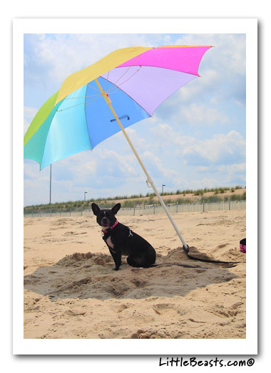 boston terrier photo of the week