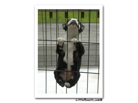 Boston Terrier Photo Bosco