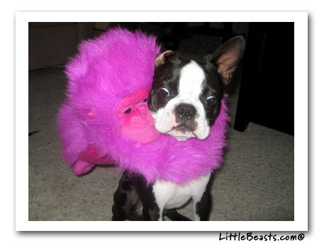 Boston Terrier Aston