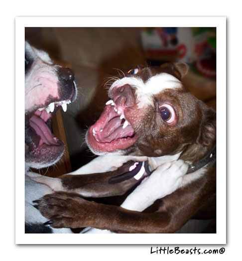 boston terrier photo of the week