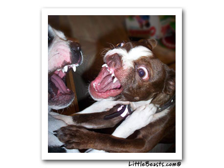Boston Terriers Bandit & Chloe