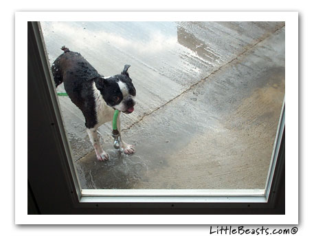 boston terrier logan