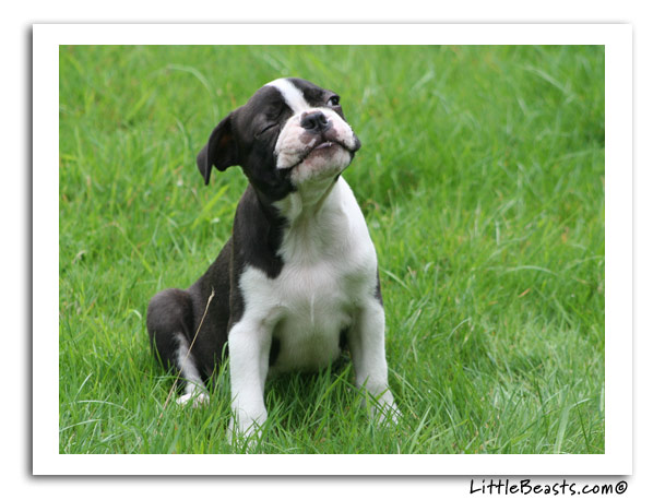 boston terrier photo of the week