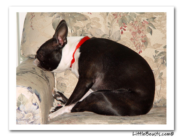 boston terrier photo of the week
