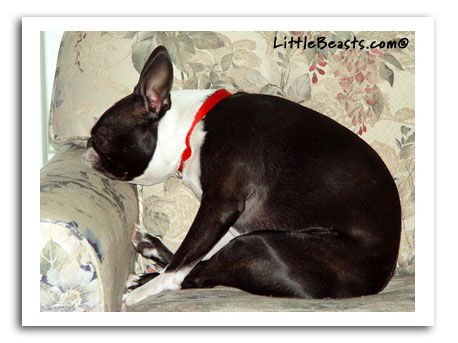 Boston Terrier Mattie