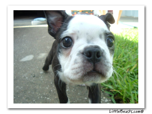 boston terrier photo of the week