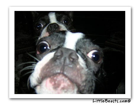 boston terriers shamus & sammy
