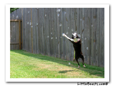boston terrier lola