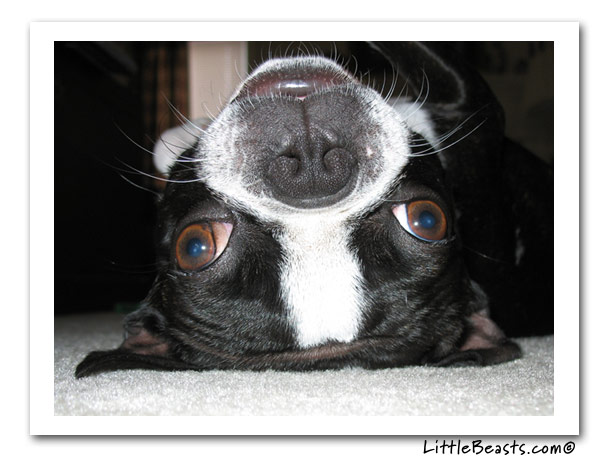 boston terrier photo of the week