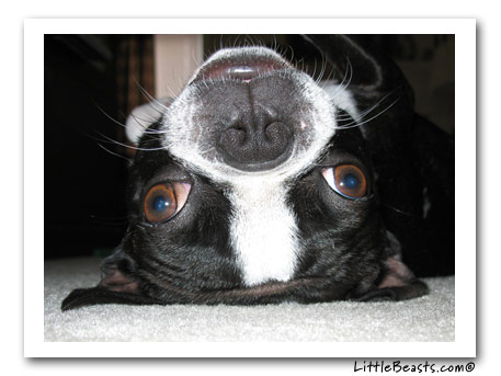 boston terriers molly